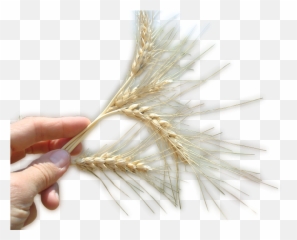 Download Con - Mano Con Trigo Png Full Size Png Image Pngkit Manos Con Trigo Png,Trigo Png