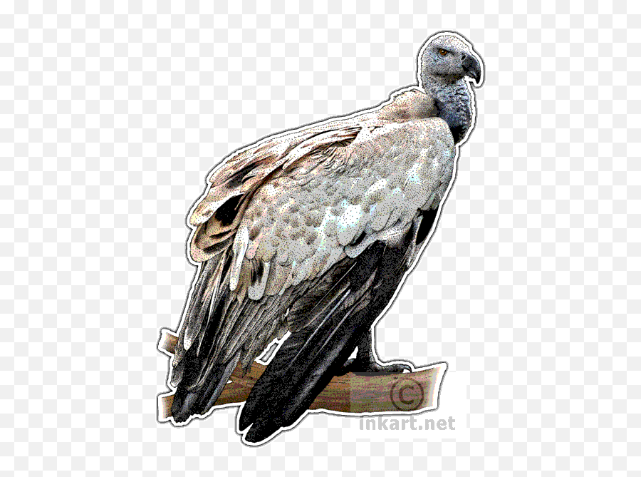 Download Jpg Transparent Griffon Vulture Gypaetus Barbatus - Andean Condor Png,Vulture Transparent