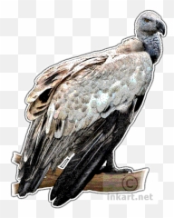 Download Jpg Transparent Griffon Vulture Gypaetus Barbatus - Andean Condor Png,Vulture Transparent