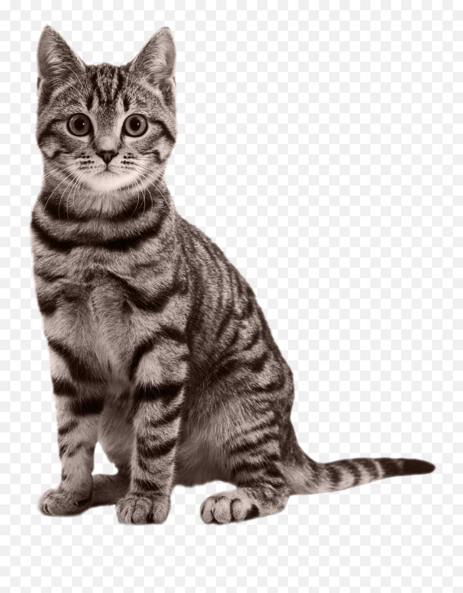 Cat Png Transparent Free Images - Cat Png,Transparent Cat