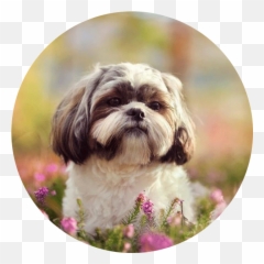 Shih Tzu 4u - Shih Tzu Jack Russell Png,Shih Tzu Png