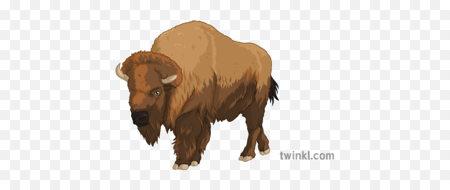 American Buffalo History Animal Bison - American Bison Png,American Buffalo In Search Of A Lost Icon