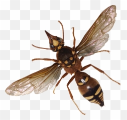 Bugs Png