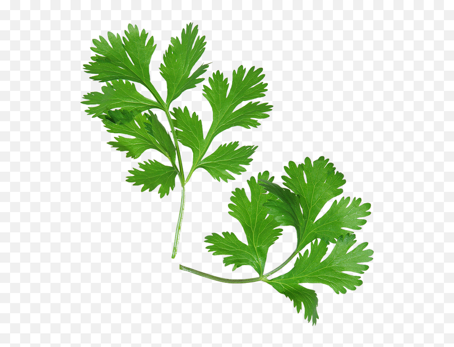 Home - Parsley Png,Mexican Food Icon