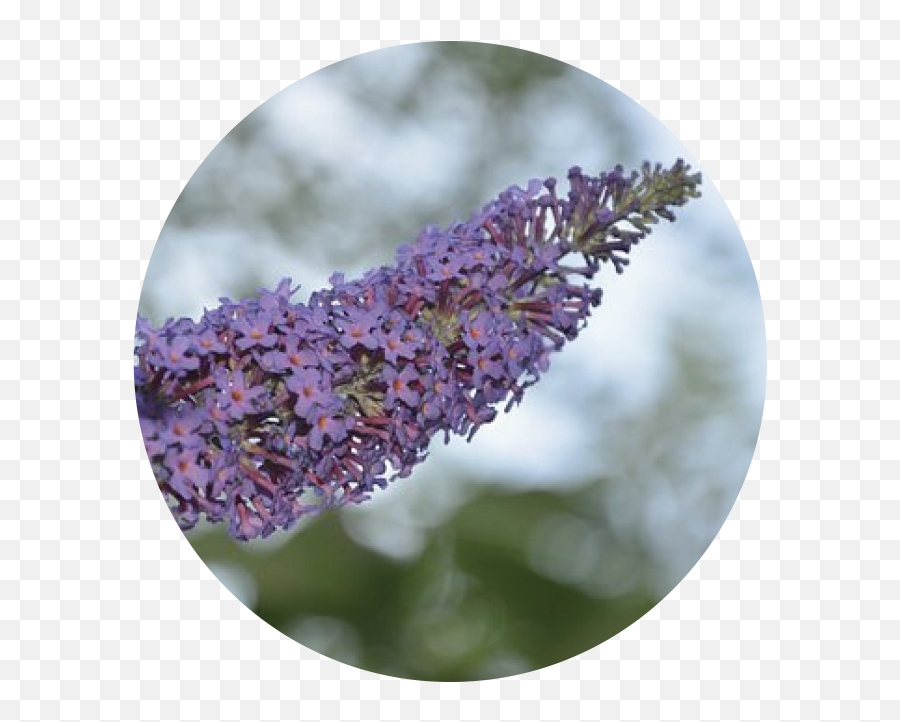 Plants U0026 Pals Monrovia Pollinators City Of - Summer Lilac Png,Deep Purple Icon Deep Purple 2013