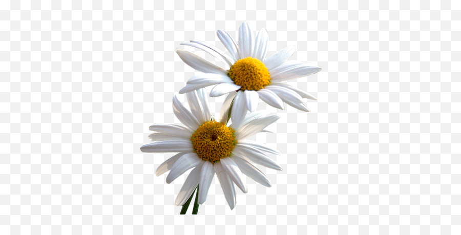Daisy Png Images Transparent Free - Daisy,Daisy Transparent Background