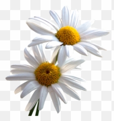 Daisy Png Images Transparent Free - Daisy,Daisy Transparent Background