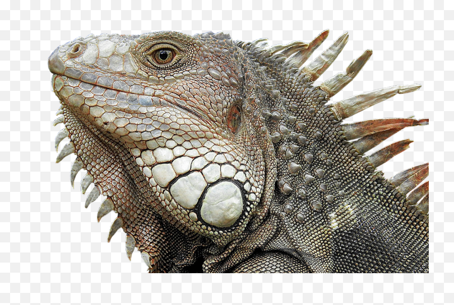 Iguana Portrait Profile Close - Transparent Lizard Head Png,Iguana Png