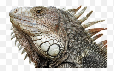 Iguana Portrait Profile Close - Transparent Lizard Head Png,Iguana Png