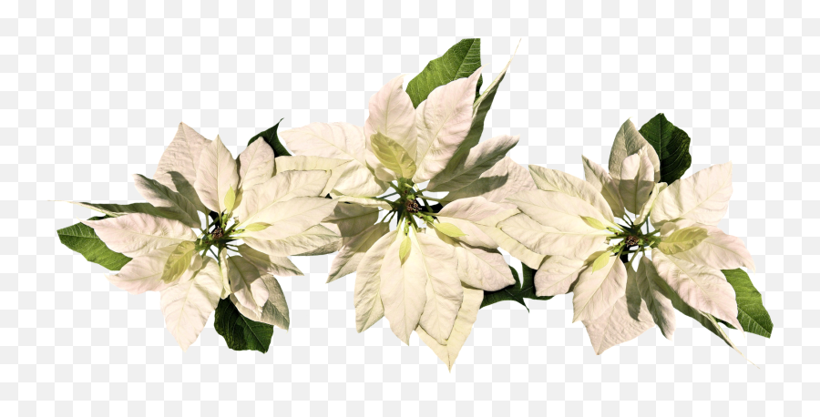Christmas Star Poinsettia - White Poinsettia Png,Poinsettia Png