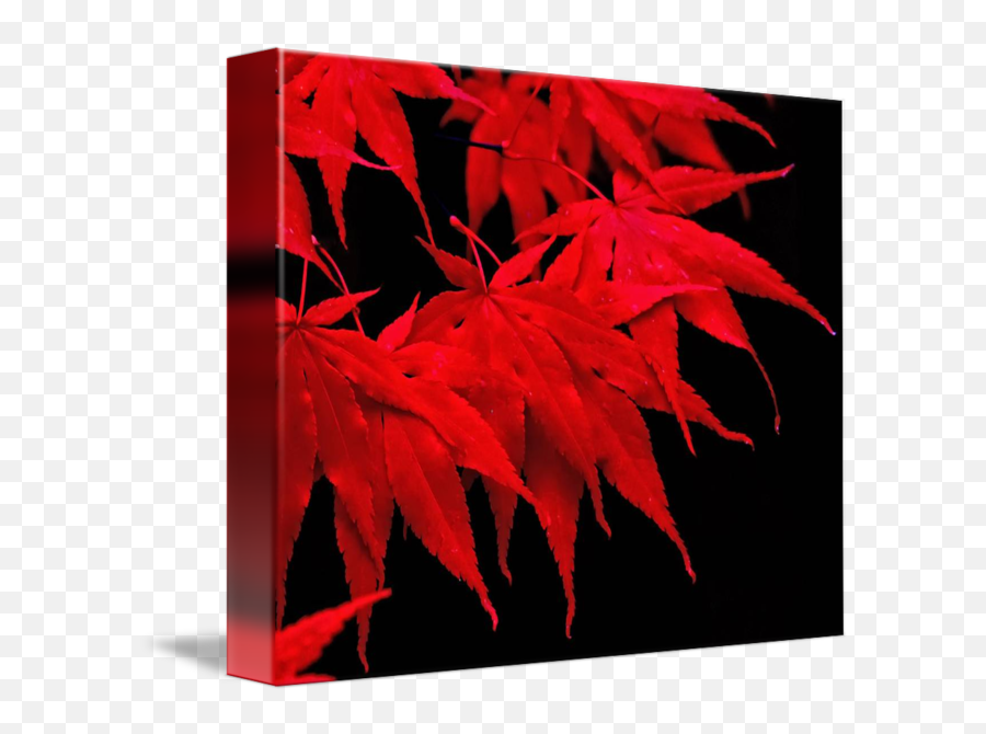 Red Japanese Maple Leaves - Maple Leaf Png,Japanese Maple Png