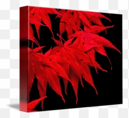 Red Japanese Maple Leaves - Leaf png