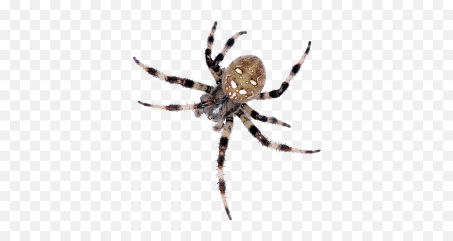 Spiders - Pest Control And Extermination Service Kanatl Böcek 6 Bacak Png,Spider Transparent