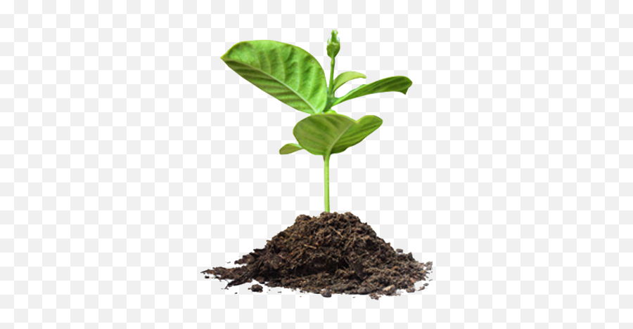Dirt Vines U0026 Mulch - Children Food U0026 Fitness Save Tree Images Png,Dirt Transparent