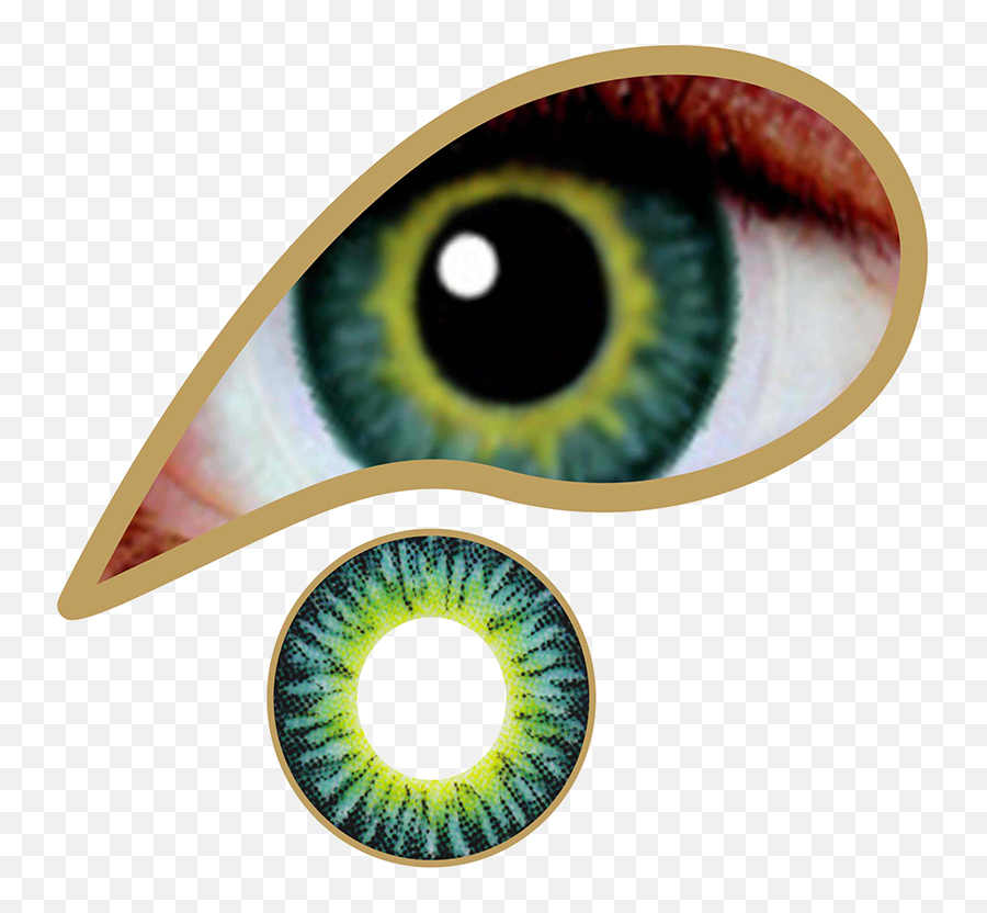 Amazon Green Contact Lenses Colored Contacts - Mesmereyez Golden Brown Png,Light Eyes Png