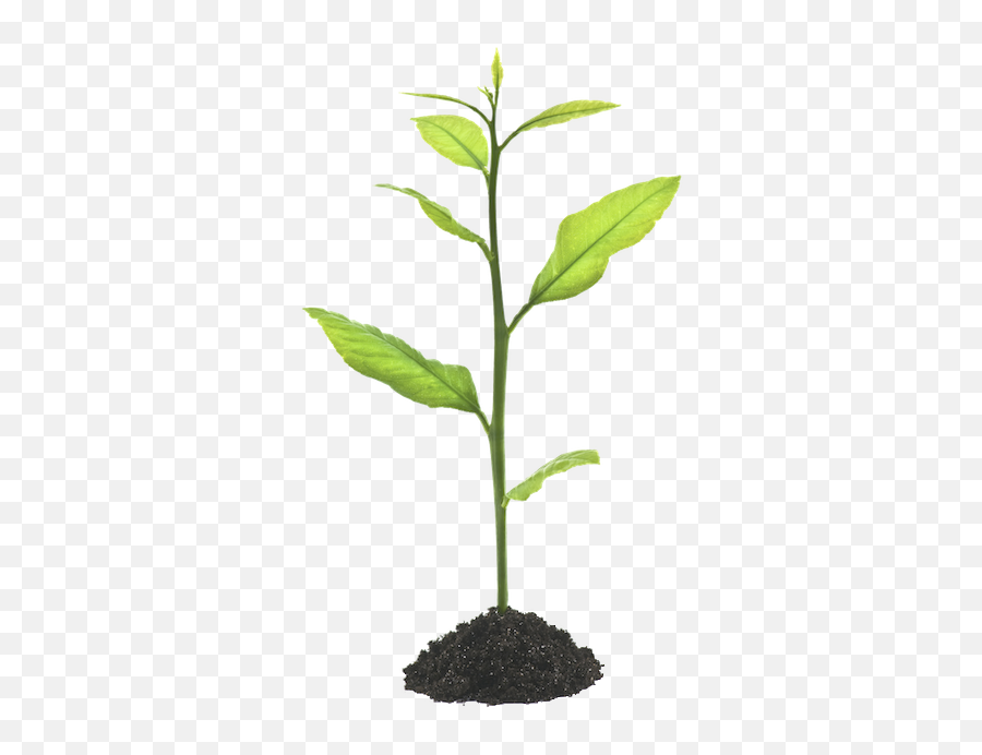 Growing Plant Transparent Png Clipart - Green Plant Growing Png,Plant Transparent