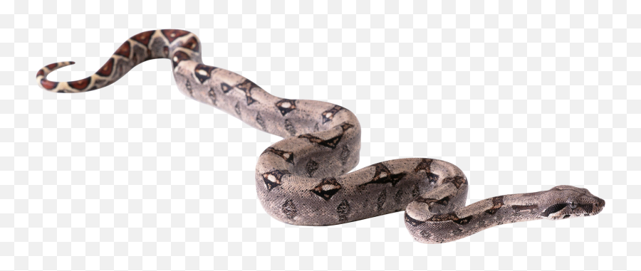 Snake Png Icon Transparent Background