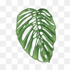 Jungle Leaves Png - Ilustração Vetorial Folhas Tropicais Vetor,Jungle Leaves Png