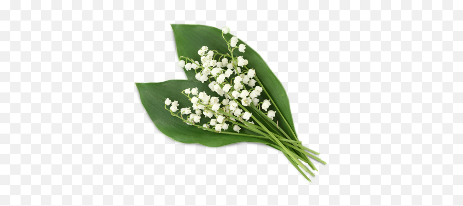 Lily Of The Valley Png Image - Lily Of The Valley Png,Lily Transparent Background