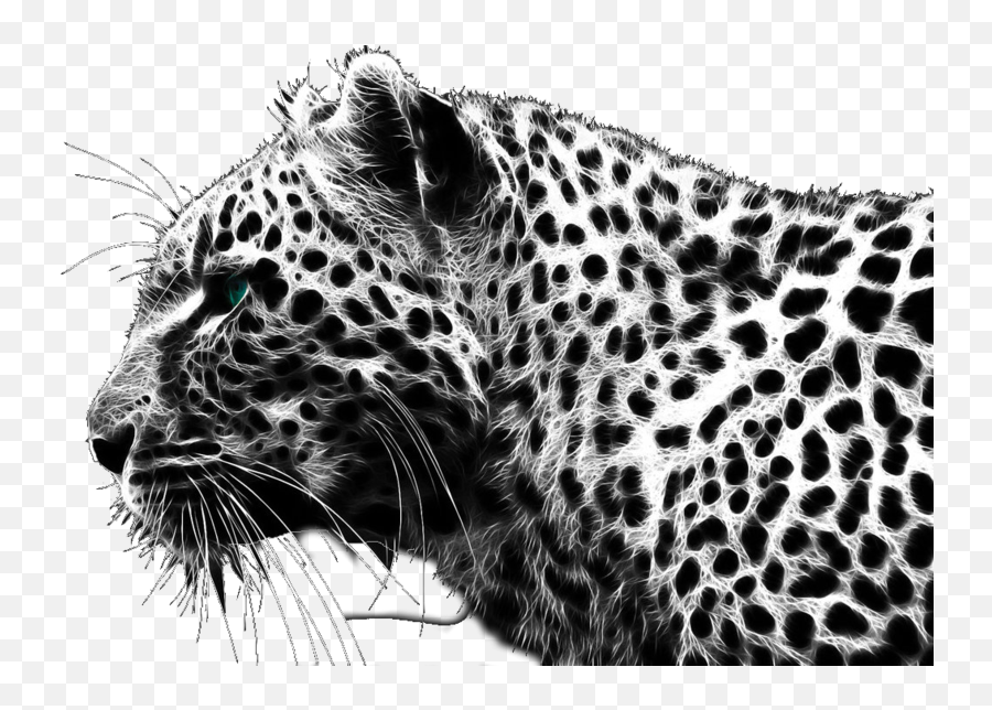 Cheetah Png - Black Cheetah Png,Cheetah Png