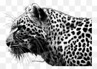 Cheetah Png - Black Cheetah Png,Cheetah Png