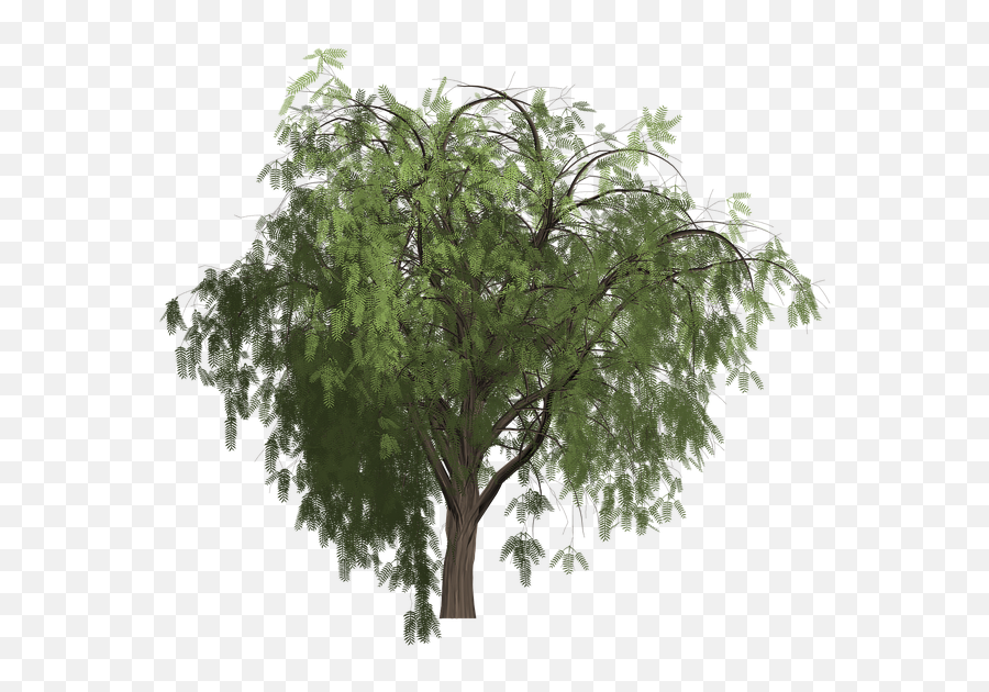 Pepper Tree Painted - Free Image On Pixabay Pepper Tree Png,Arbol Png
