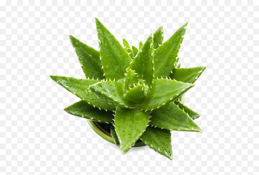 Aloe - Aloe Vera Other Uses Png,Aloe Png