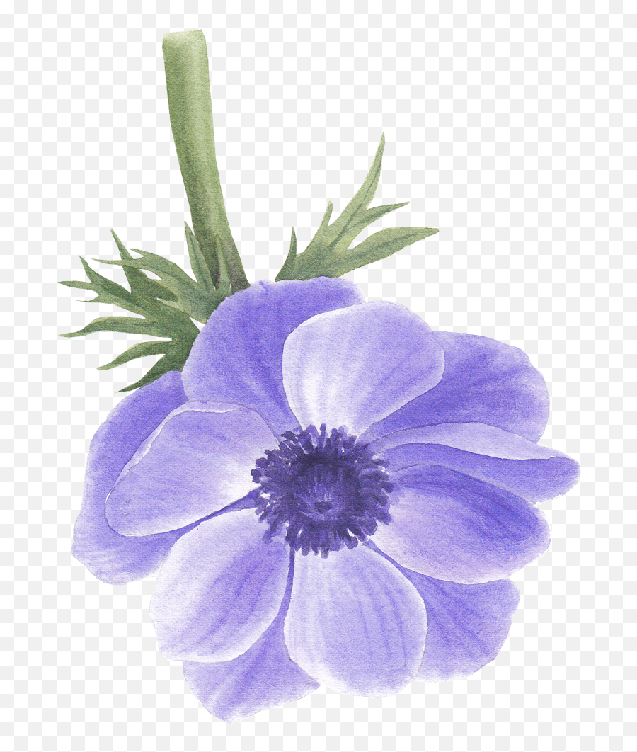 Anemone Flower - Artificial Flower Png,Anemone Png