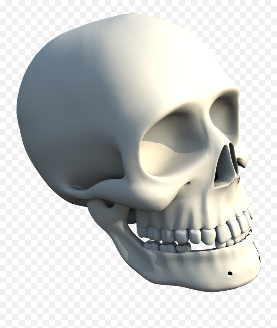 Download The Skull Of Human - Skull Png,Human Skull Png