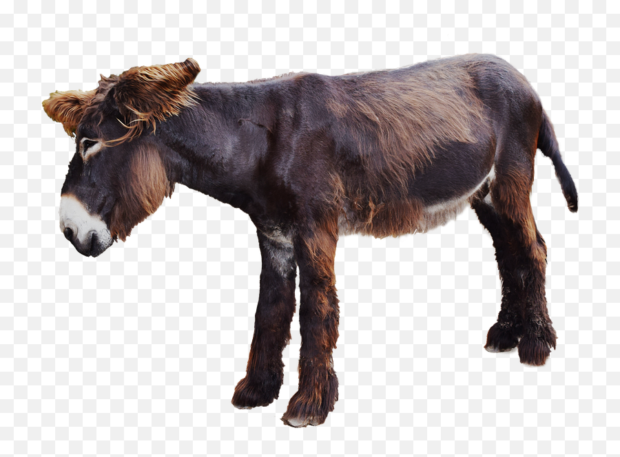 Moose Donkey Transparent Png Image Free - Moose Donkey,Donkey Transparent