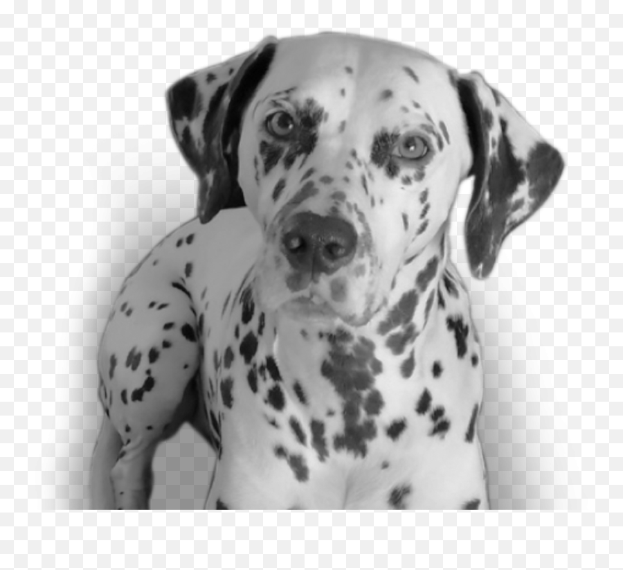 I Lost My Dog To Lungworm U2013 And Iu0027d Never Even Heard Of It - Dalmatian Png,Dog Ears Png