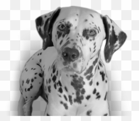 I Lost My Dog To Lungworm U2013 And Iu0027d Never Even Heard Of It - Dalmatian Png,Dog Ears Png