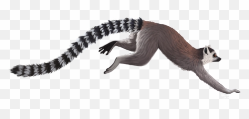 Lemur Png Transparent Background Image For Free Download 3 - Ring Tailed Lemur Png,Skunk Transparent