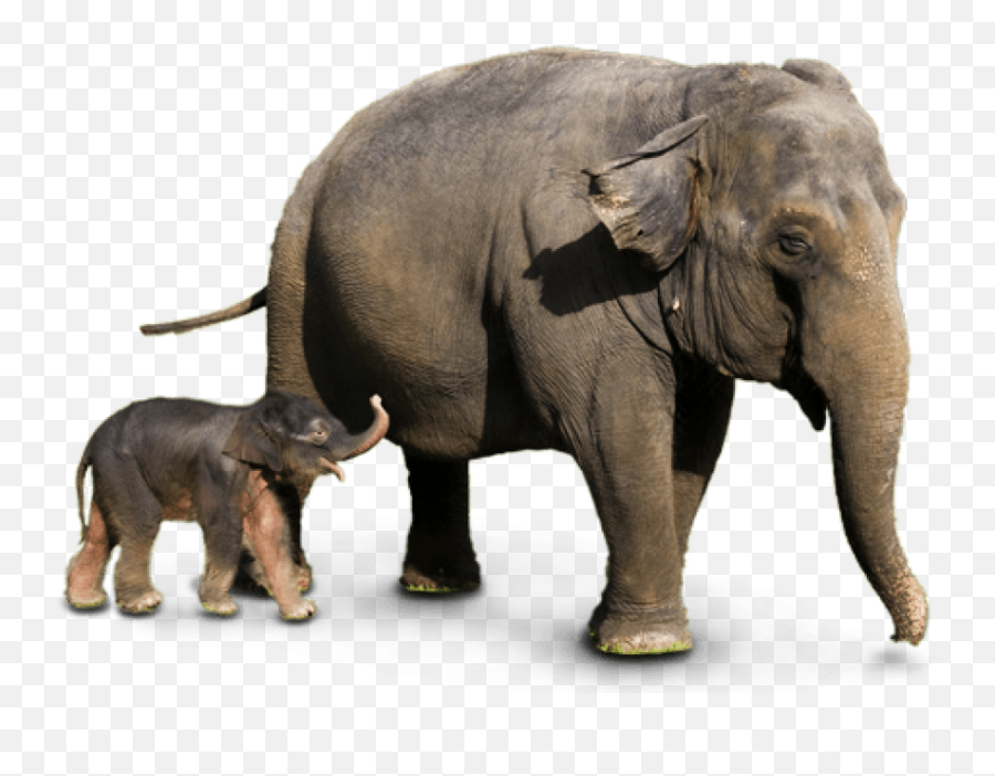 Download Hd Free Png Elephant Images Transparent - Wild Transparent Background Elephants Png,Elephant Transparent