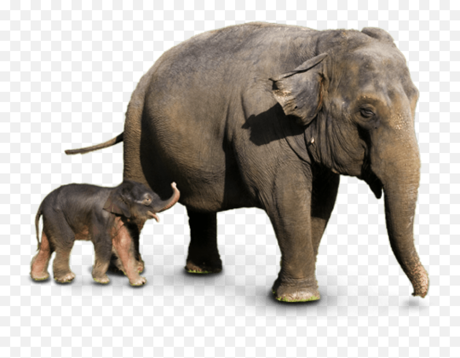 Big Elephant PNG Image - PurePNG  Free transparent CC0 PNG Image