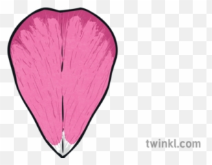 Single Petal Botany Science Plant Flower Ks2 Illustration - Drawing png