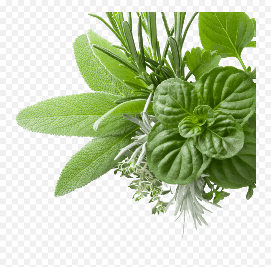 Herb Harvest Calendar - Supherb Farms Herb Png,Herb Png