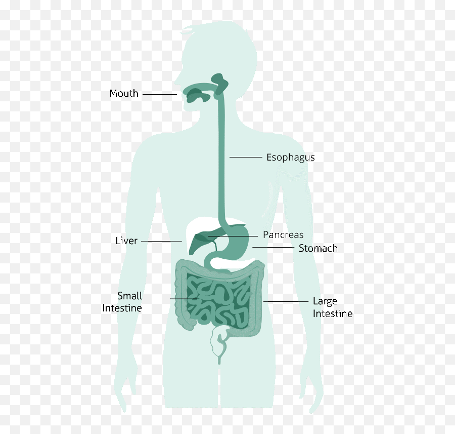 Carbohydrate Digestion And Absorption - The Canadian Sugar Man Eating  Digestive System Clipart Png,Digestive System Png - free transparent png  images 