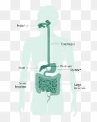 Carbohydrate Digestion And Absorption - The Canadian Sugar Man Eating Digestive System Clipart Png,Digestive System Png