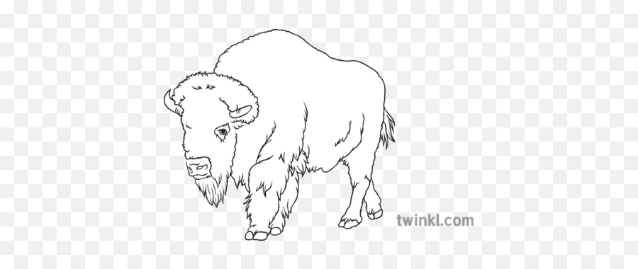 American Buffalo History Animal Bison - American Bison Png,American Buffalo In Search Of A Lost Icon