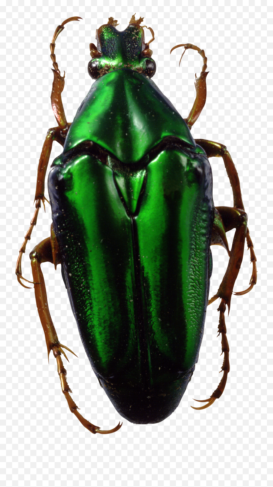 Bugs Transparent Png Image - Green Insect Png,Bugs Png