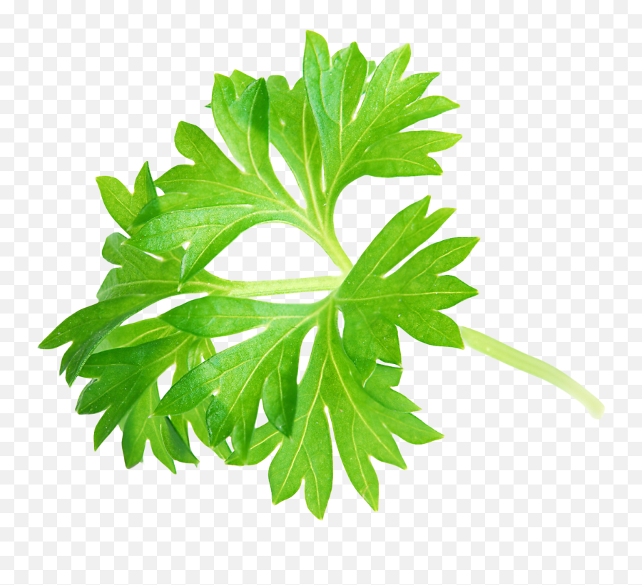 Beauty Icon Png - Free Download Of Leaf Icon Clipart Parsley Png,Beauty Icon Png