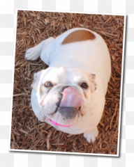 Dog Boarding Funny Faces Bed U0026 Biscuit Fresno 559 - 5828888 Funny Faces Png,Funny Dog Png