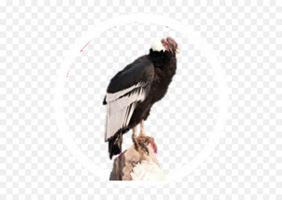 Animal Icon Collection Frontier Forums - California Condor Png,Vulture Icon