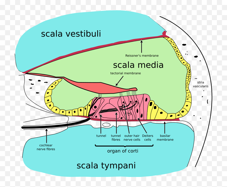 Cochlea - Wikipedia Basilar Membrane And Tectorial Membrane Png,Icon Of Coil Love As Blood Audio Sample Source