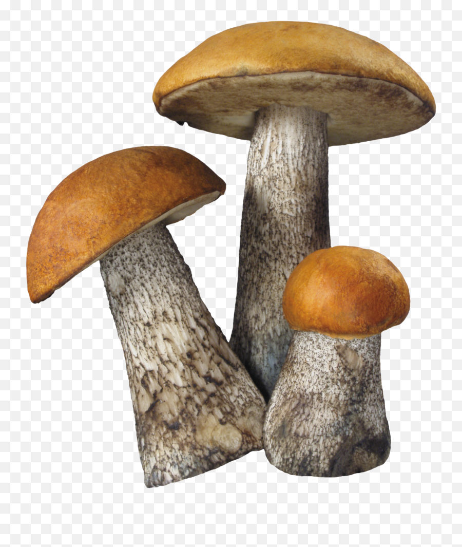 Mushroom Png Image - Mushroom Png,Forest Transparent Background