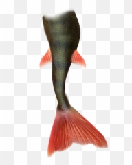 Download Mermaid Tail Png Pic - White Background