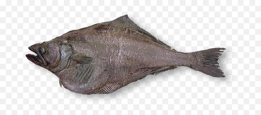 Arrowtooth Flounder Oceanlamb Png