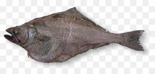 Arrowtooth Flounder Oceanlamb Png