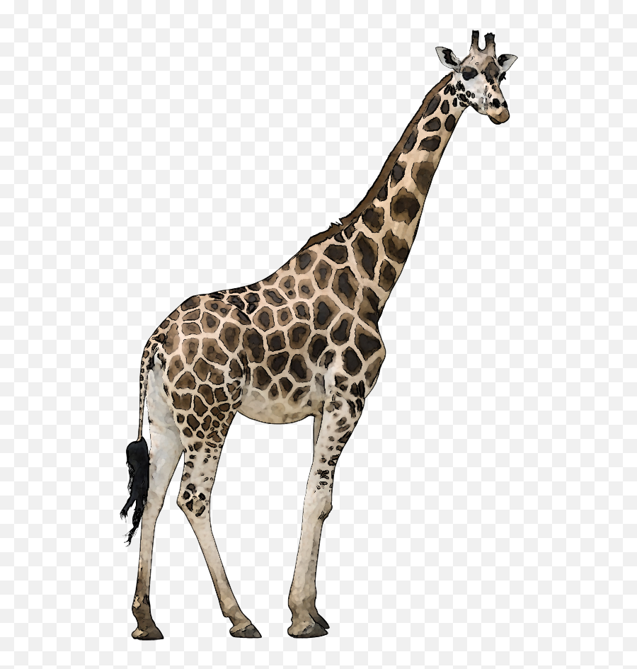 Wild Animals Png 1 Image - Giraffe Png,Animals Png